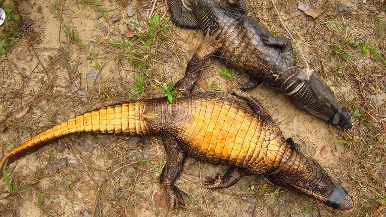 These African Crocodiles Are Evolving Into A Whole New Species
