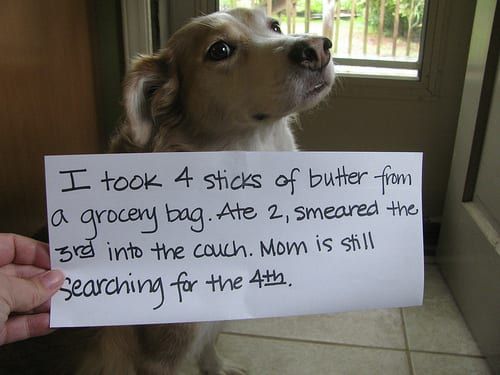 pet shame-1