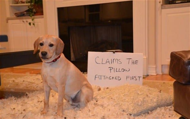 pet shame-2