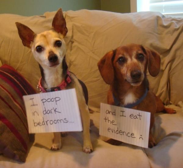 pet shame-3
