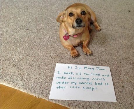 pet shame-4