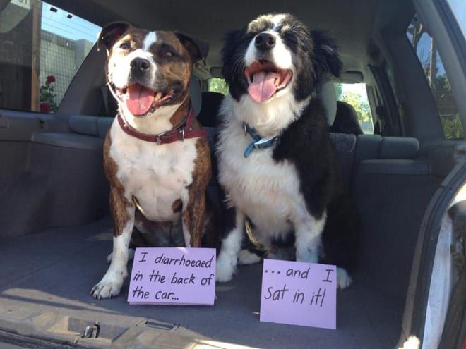 pet shame-5