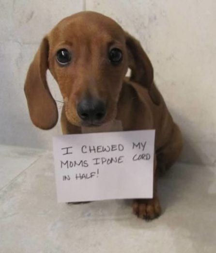 pet shame-6