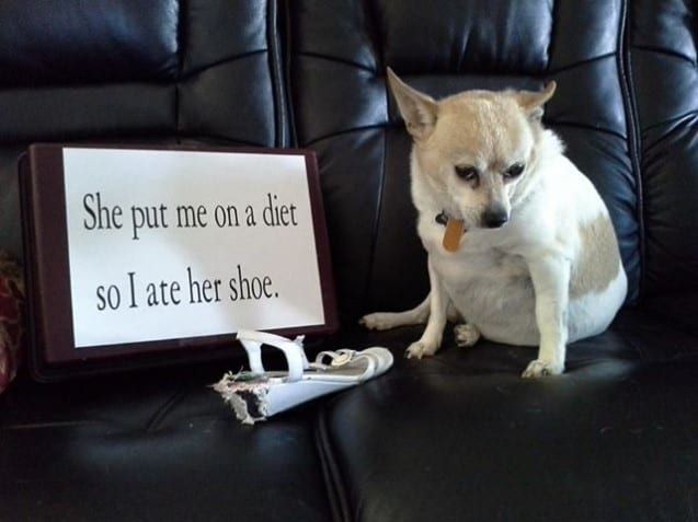 pet 4