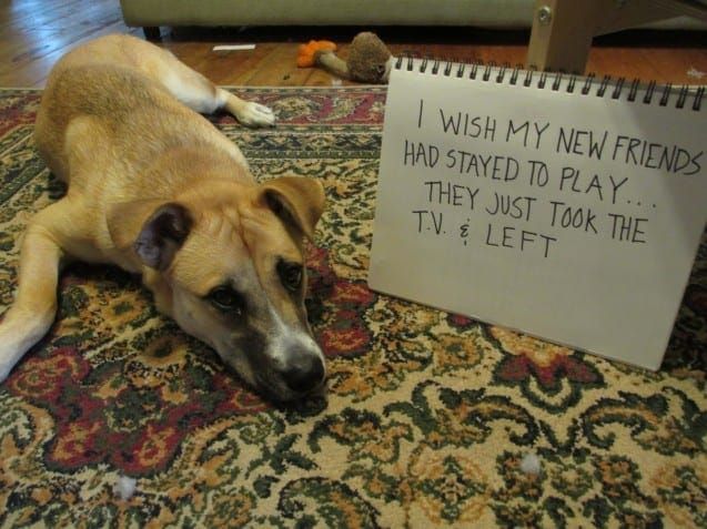 pet 2