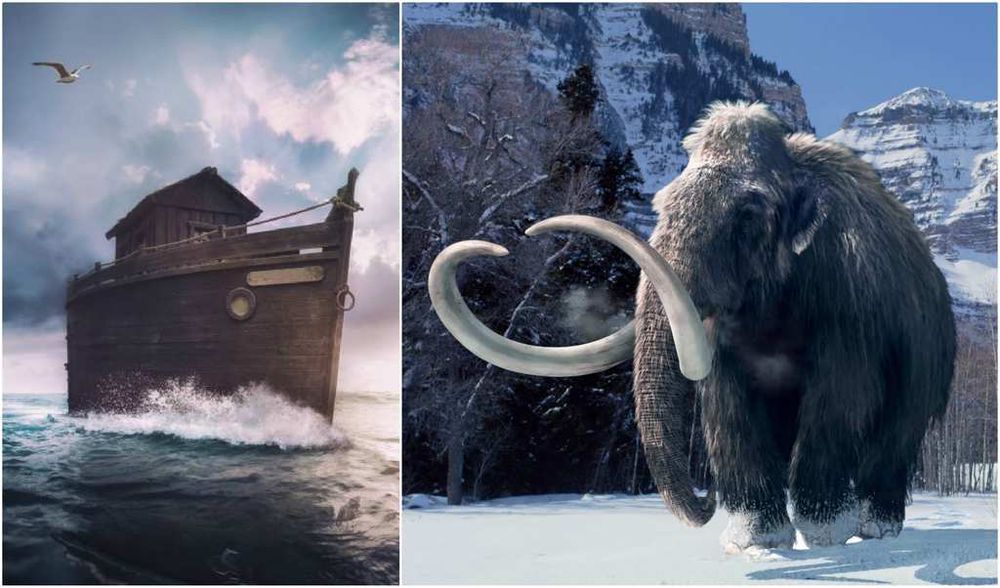 ark 6