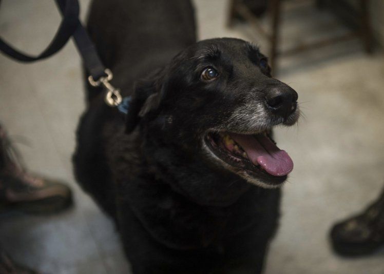 labrador 3