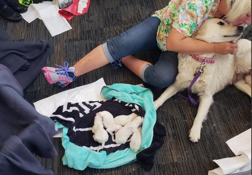 airport puppies