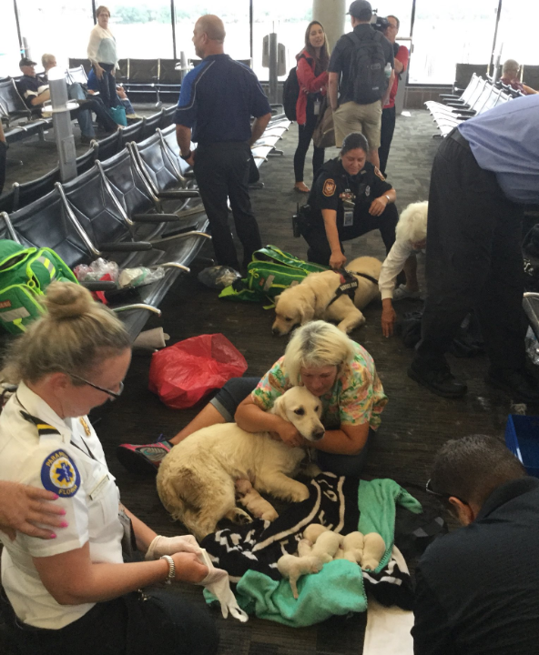 airport puppies