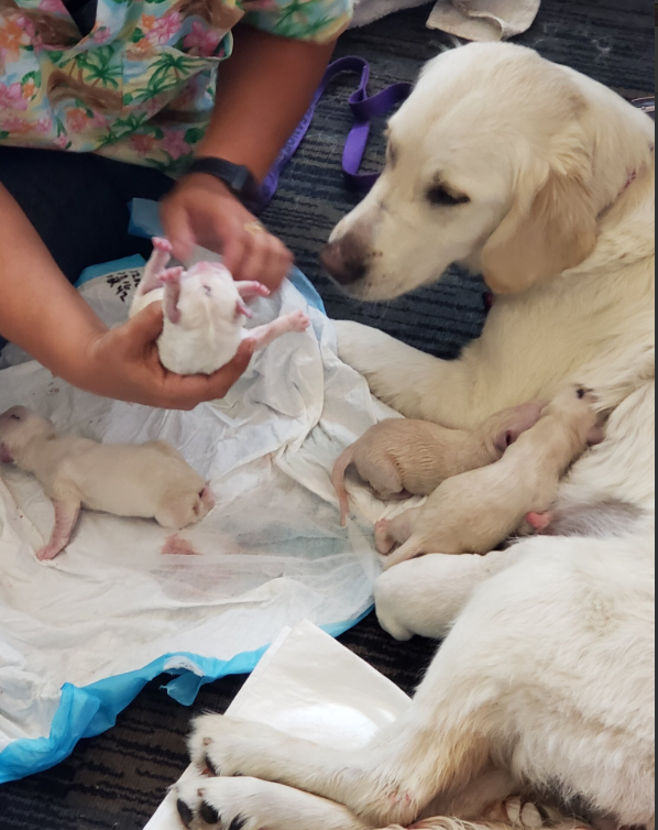 airport puppies