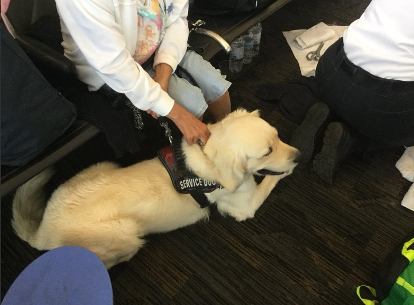 airport puppies