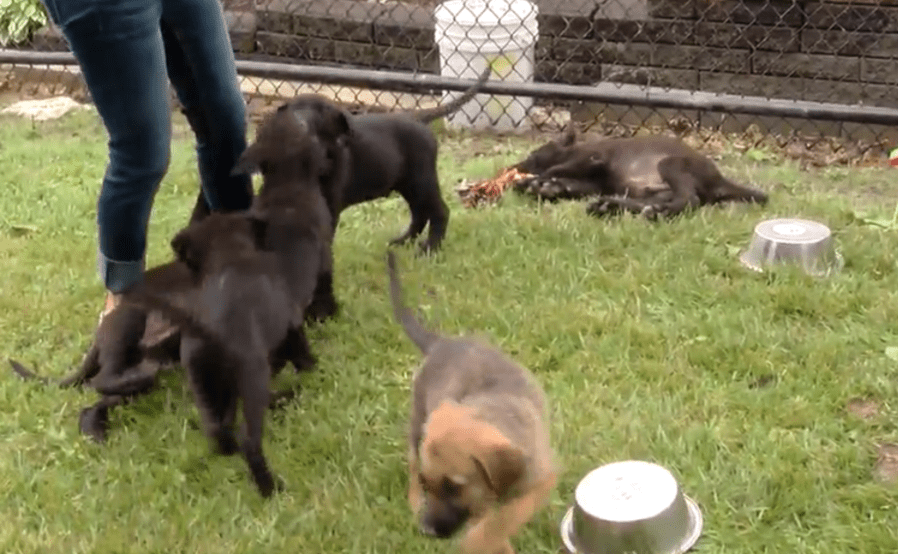 puppies