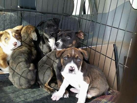puppies