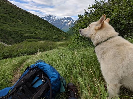husky