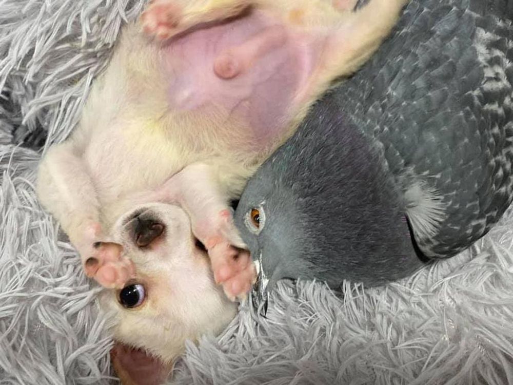 Chihuahua & Pigeon Cuddle