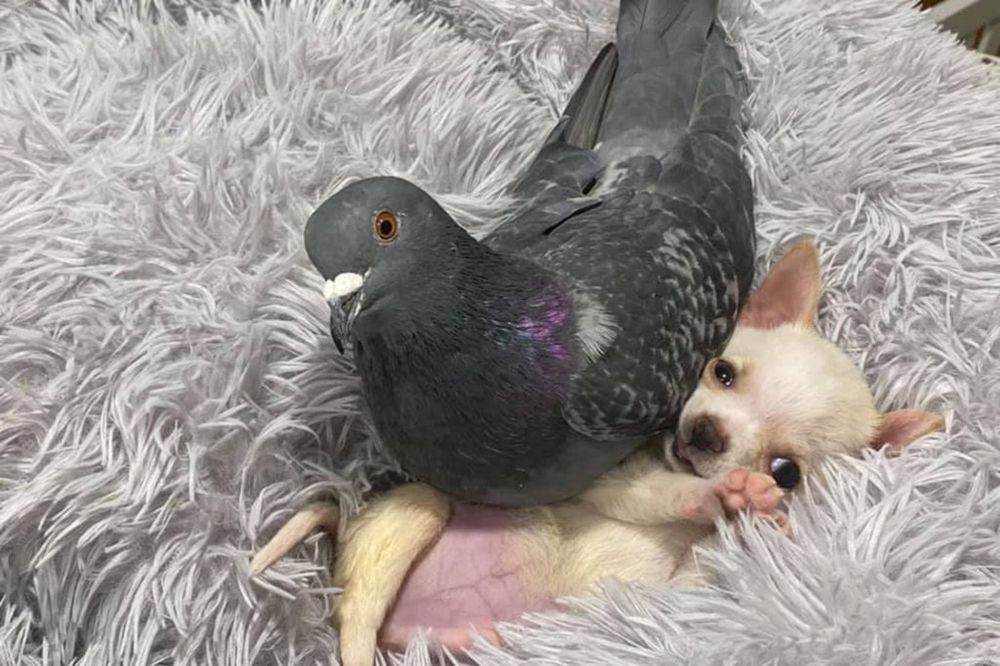 Chihuahua & Pigeon