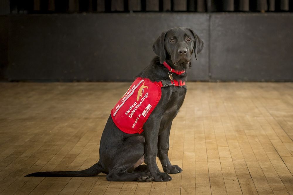 A medical detective dog