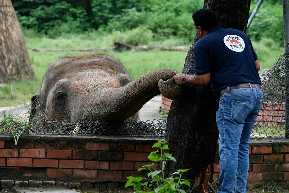 Kaavan, the world's loneliest elephant during a visit from Four Paws (the organization that fought to release him)