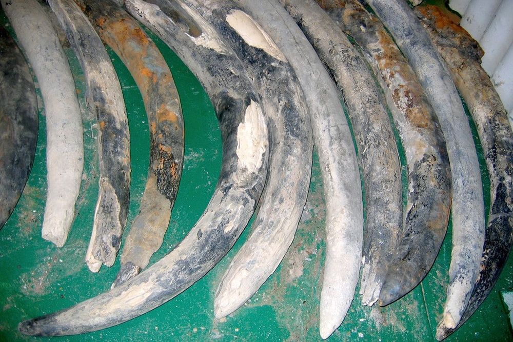 Ivory: Elephants decline revealed by shipwreck cargo