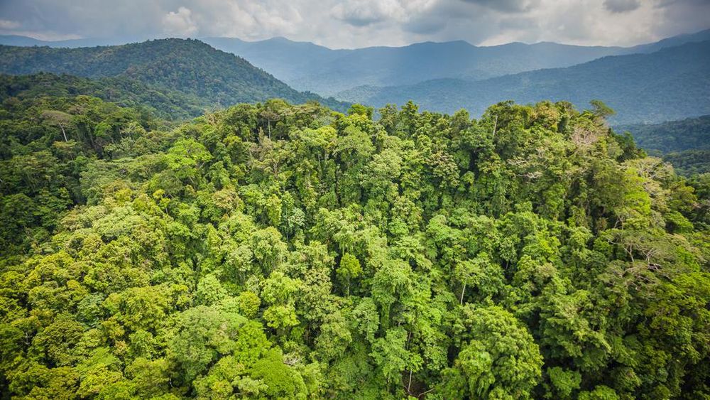 West-African Forest