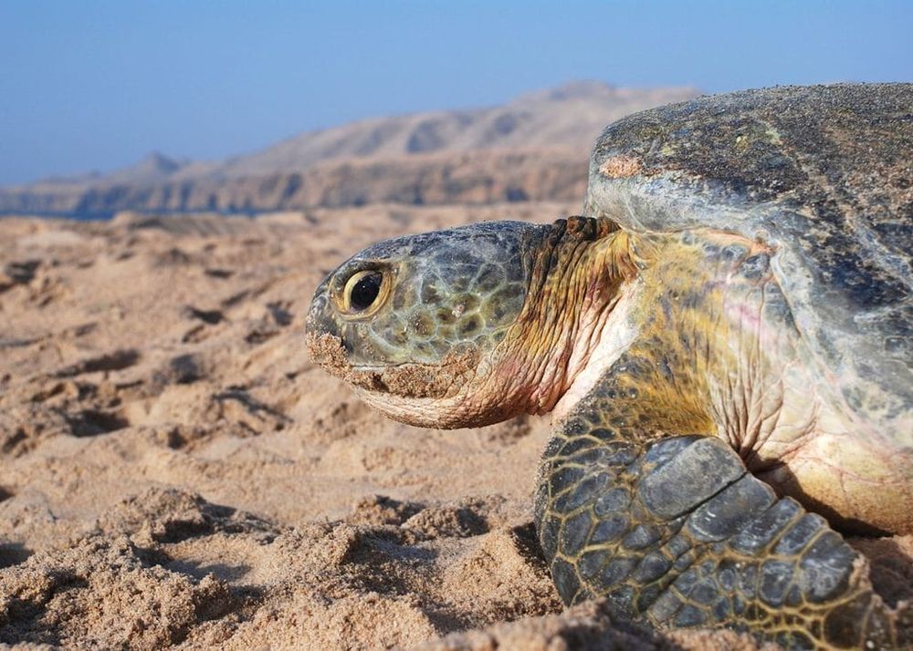 green turtle on the shore