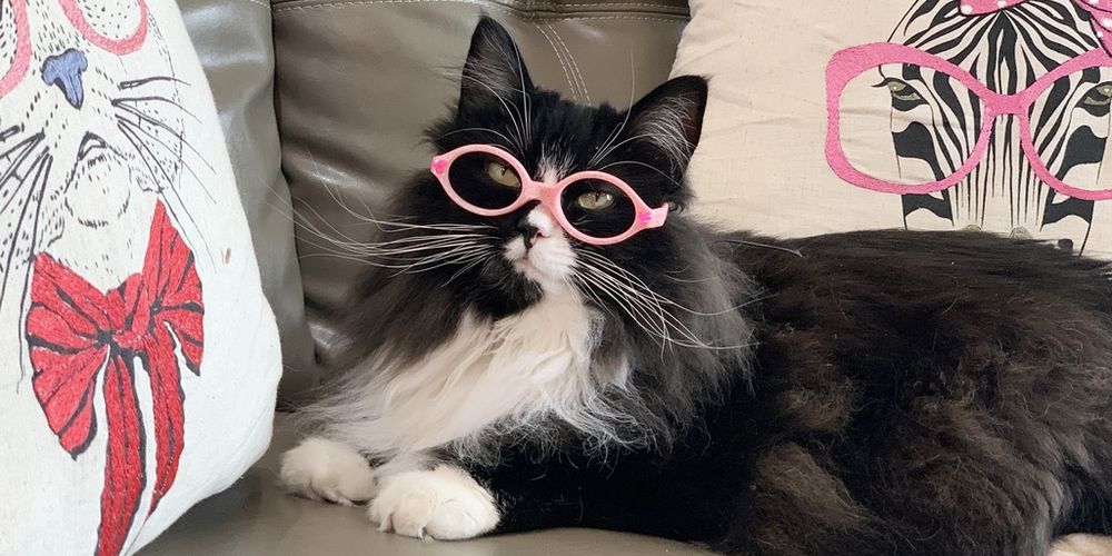 Truffles the Rescue Cat Models Glasses to Help Kids Gain Confidence