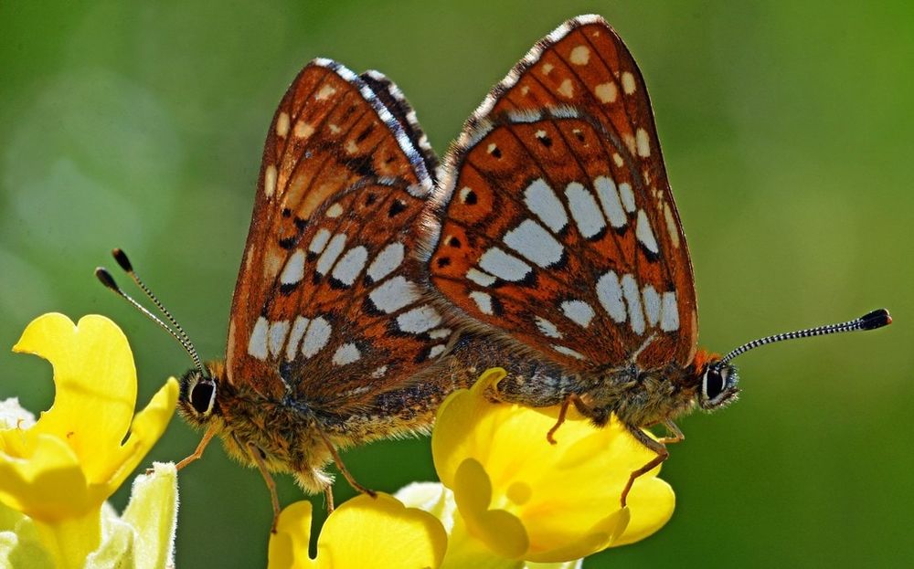 The Two Duke of Burgundy Butterflies
