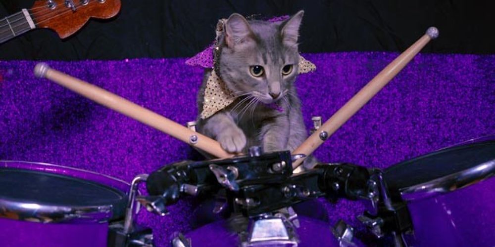 Netflix Series Cat People Redefines Image of Cats and Their Owners