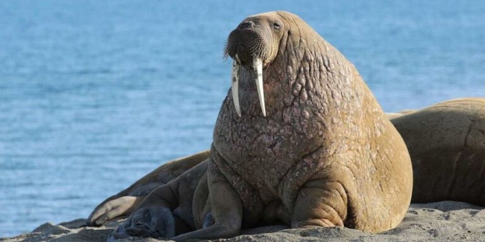 New Real-Life Conservationist Project to Involve Common Animal-Lovers in Arctic Walrus Census
