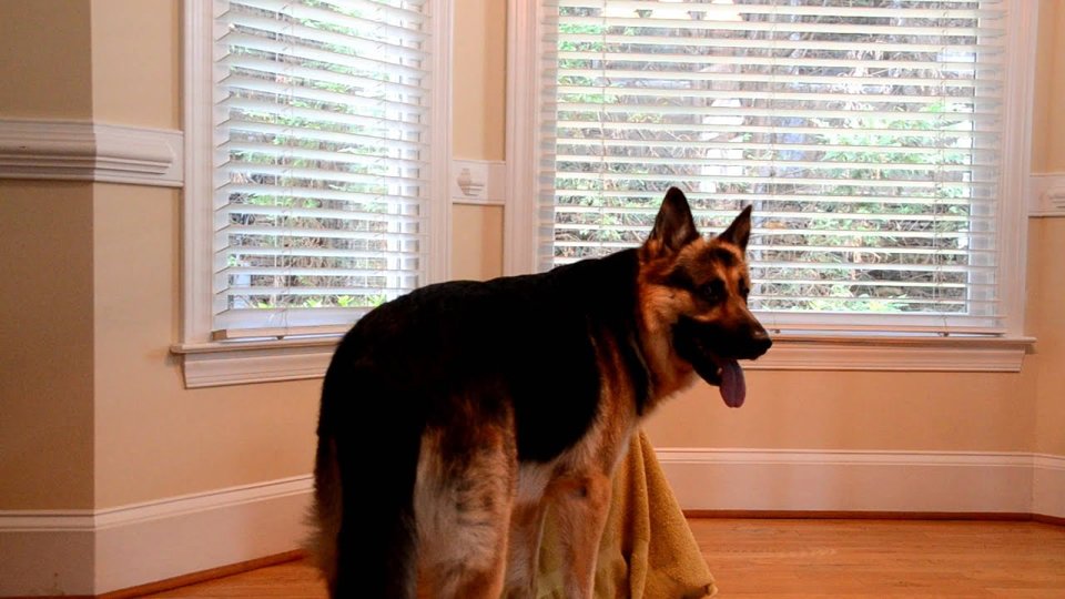 This Puppy Kept Escaping So Her Owner Set Up A Camera And What She Saw Was Incredible