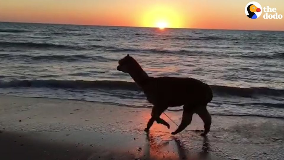A Boy Saves Alpaca From A Meat Factory, And Now They’re Best Friends!